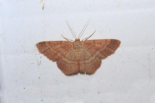 Réf. 269 035 : Scopula rubiginata